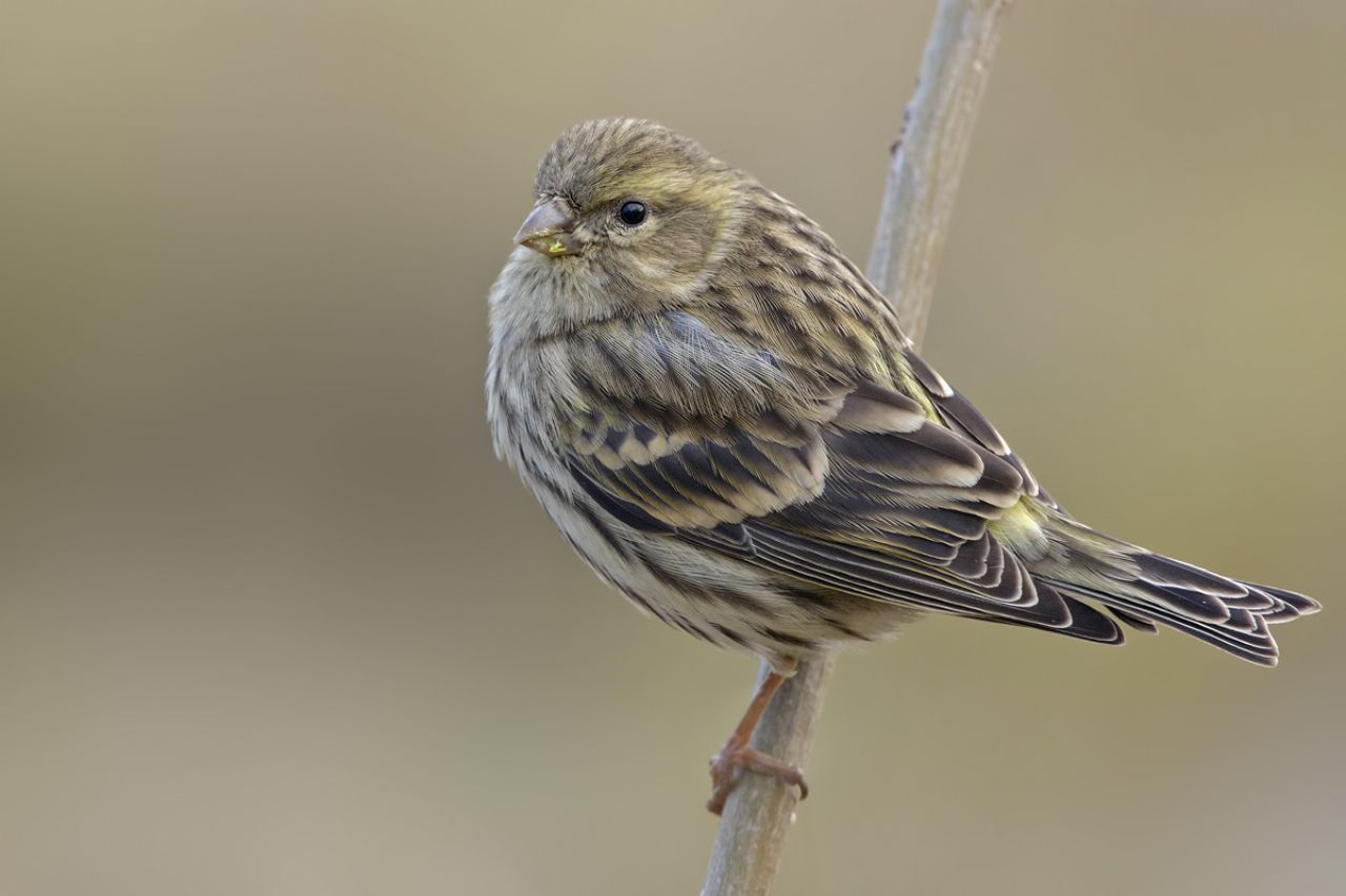 Verzellino (Serinus  serinus)